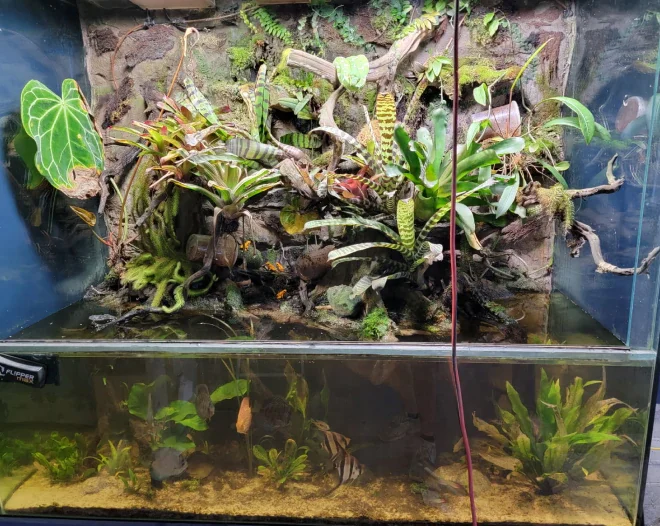 Reefs and Rainforests a