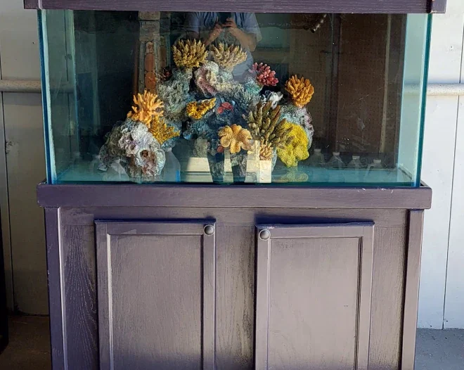 Reefs and Rainforests c