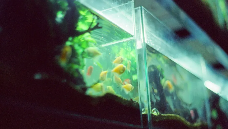 Picture of aquariums with fishes